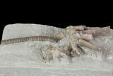 Agaricocrinus Crinoid Fossil - Crawfordsville, Indiana #68474-1
